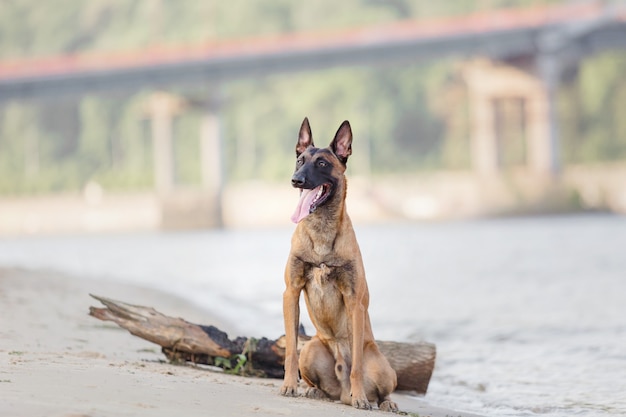 Berger Belge sur la plage Chien Malinois en marche