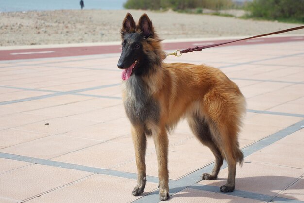 Photo un berger belge qui se promène