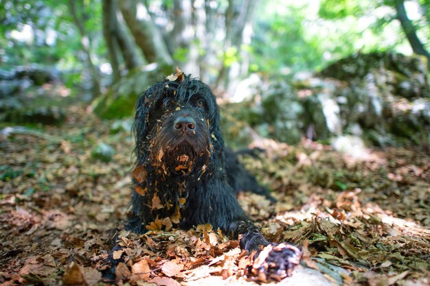 Berger de Bergame dans les bois avec des feuilles