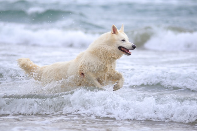 Berger Blanc Sur La Plage