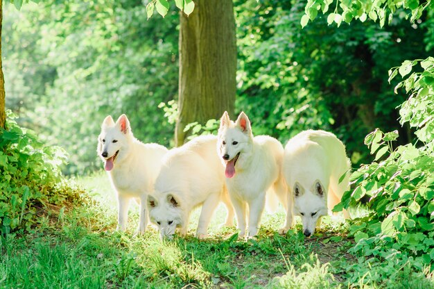 Berger blanc suisse à pied