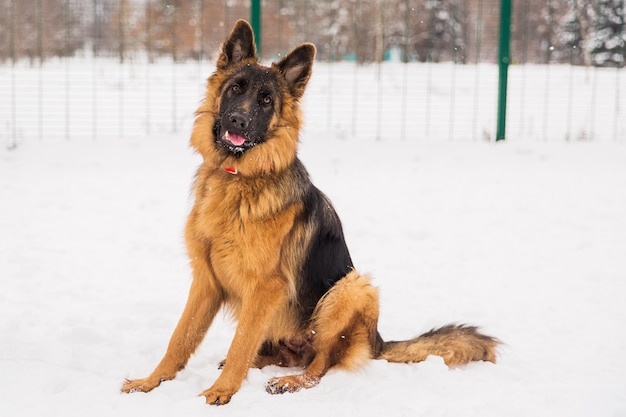 Berger brun marchant sur la neige dans le parc sur le terrain de jeu. Chien de marche