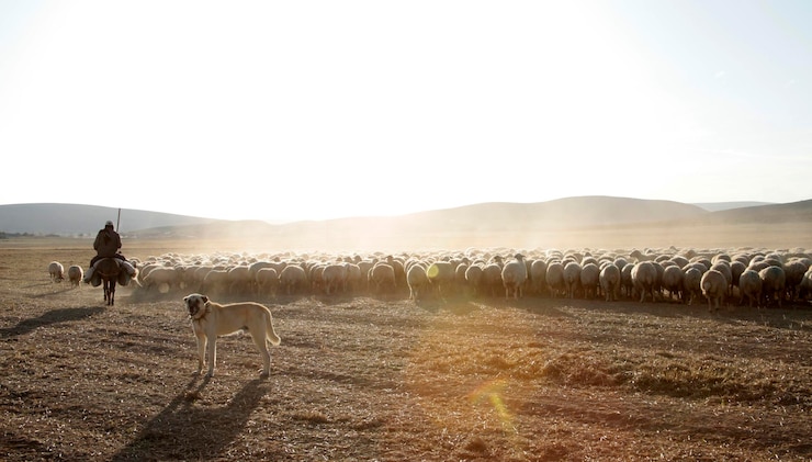 Photo berger et chien de berger de moutons de pâturage