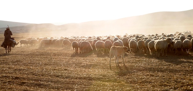 Berger et chien de berger de moutons de pâturage