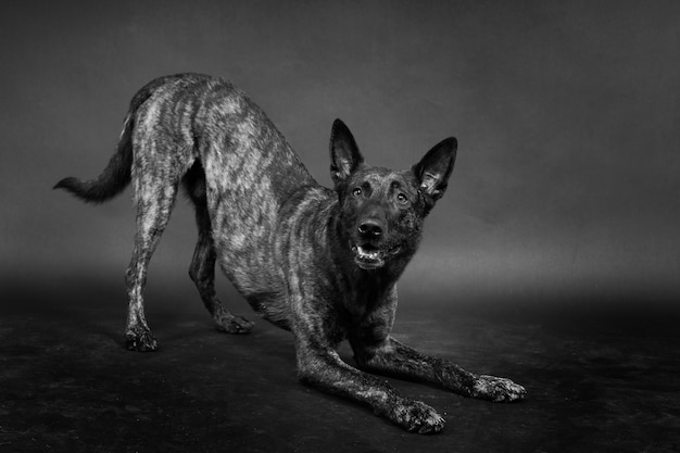 Berger hollandais sur fond noir studio posant portrait