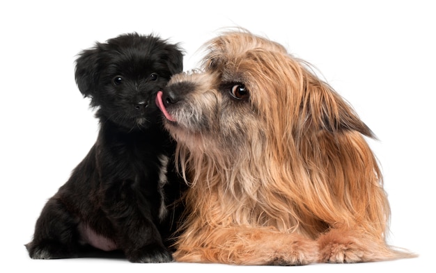 Berger des Pyrénées et léchage de chiot, 3 ans et 6 semaines,