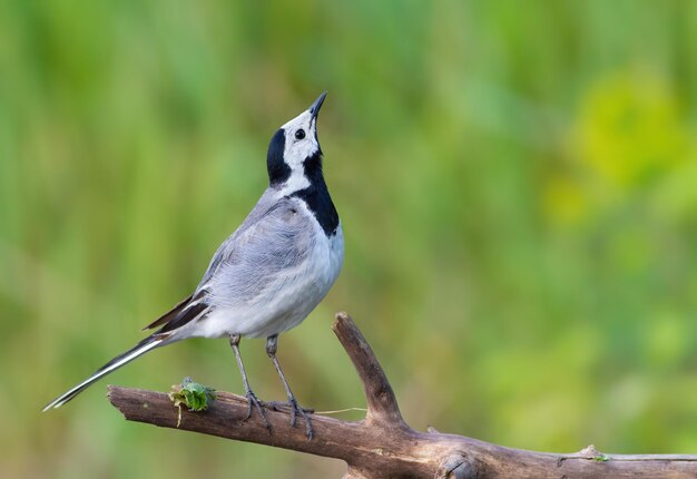 Bergeronnette grise Motacilla alba Un oiseau est assis sur une branche et lève les yeux