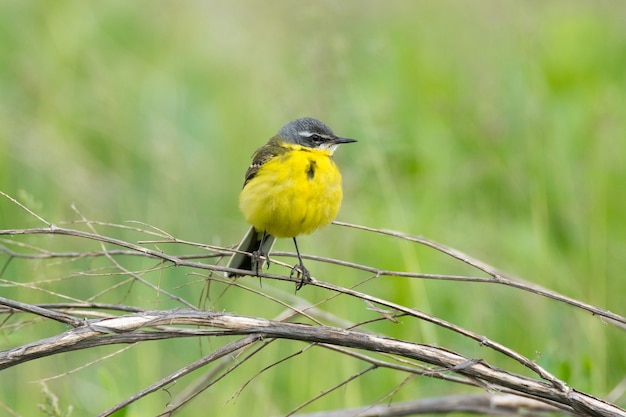 Photo bergeronnette printanière sur une branche