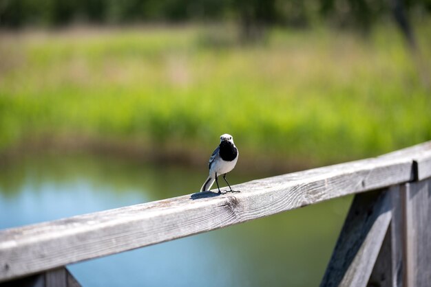 La bergeronnette printanière Motacilla alba est assise sur la rambarde du pont