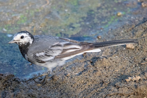 La bergeronnette printanière Motacilla alba est un petit passereau de la famille des oiseaux de mer communs Motacillidae à Aiguamolls Emporda Girona Espagne