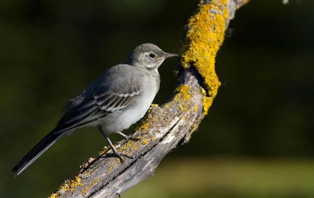 Bergeronnette printanière Motacilla alba Un jeune oiseau est assis sur une belle vieille branche