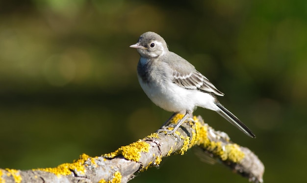 Bergeronnette printanière Motacilla alba Un jeune oiseau est assis sur une belle vieille branche