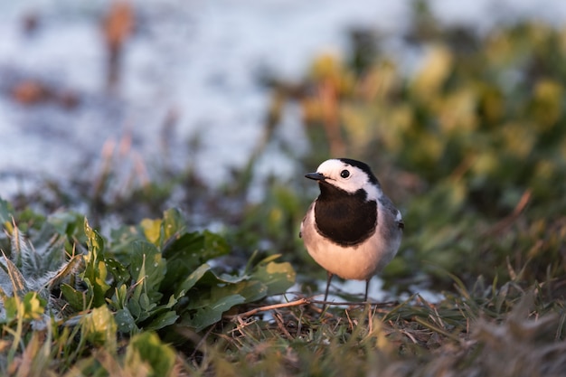 Bergeronnette printanière Motacilla alba sur le rivage.