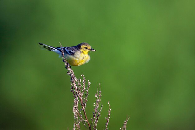 La Bergeronnette printanière Motacilla citreola est un petit oiseau chanteur de la famille des Motacillidae