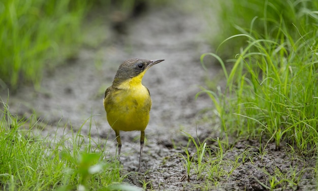 La bergeronnette printanière Motacilla flava sur l'herbe verte