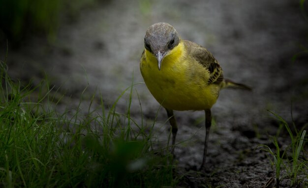 La bergeronnette printanière Motacilla flava sur l'herbe verte