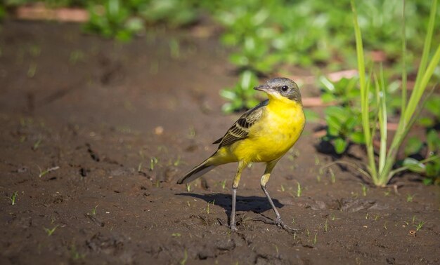 Bergeronnette printanière Motacilla flava marchant sur le sol.