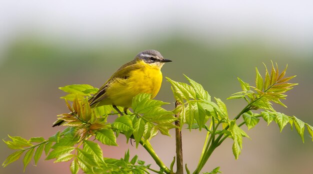 La bergeronnette printanière Motacilla flava l'oiseau est assis au sommet d'un jeune arbre