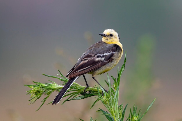 Bergeronnette printanière, Motacilla flava. L'oiseau est assis sur une plante verte..