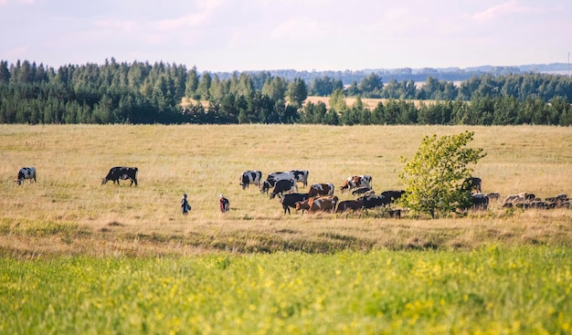 Photo bergers et un petit troupeau de vaches et de moutons paissant dans les prés