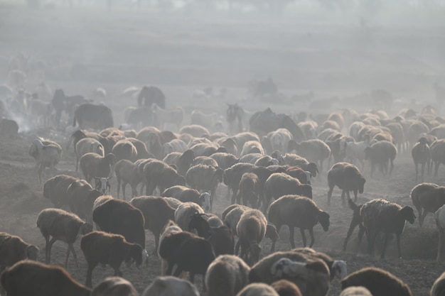 Photo des bergers avec un troupeau d'animaux dans les champs poussiéreux du punjab rural