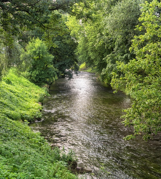 Les berges des rivières envahies par les arbres verts