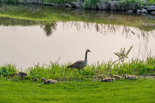 Bernache du Canada avec une bande d&#39;oiseaux au bord d&#39;un ruisseau