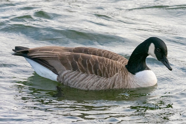 Bernache du Canada (Branta canadensis) Stockholm, Suède