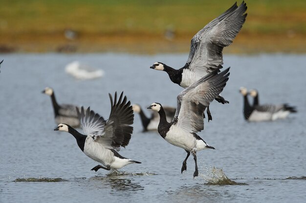 Photo bernache nonnette branta leucopsis