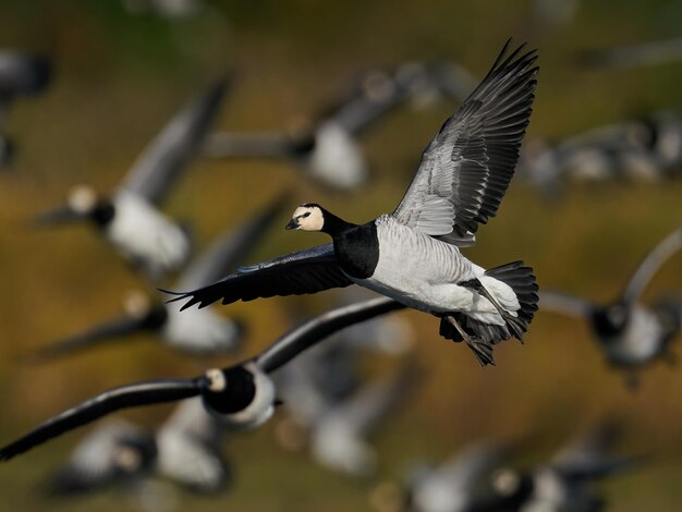 Photo bernache nonnette branta leucopsis