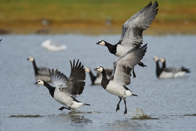 Photo bernache nonnette branta leucopsis