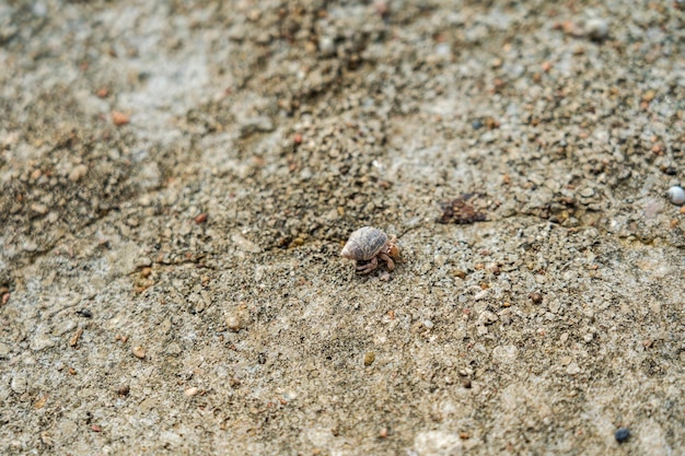 Un bernard-l'ermite Cancer dans une coquille sur la plage Animal tropical