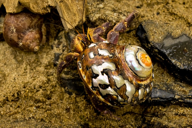 le bernard-l&#39;ermite est une coquille colorée, un beau crabe.