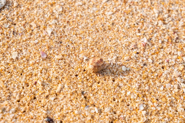 bernard-l'ermite sur le sable à la plage.