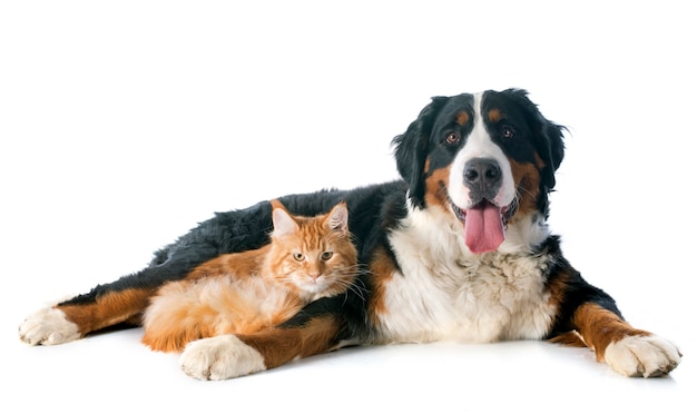 Photo bernois chien de montagne et chat