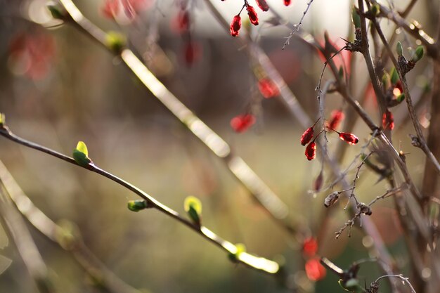 Berry épine-vinette au coucher du soleil