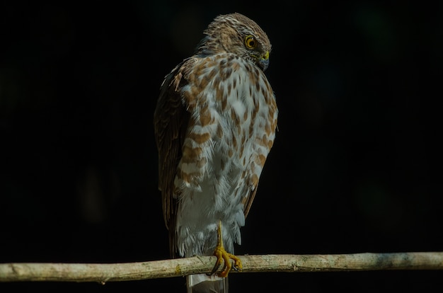 Besra Sparrowhawk (Accipiter virgatus fuscipectus)