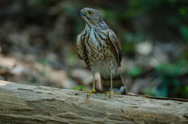 Besra Sparrowhawk (Accipiter virgatus fuscipectus)