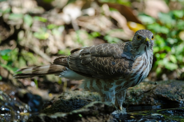 Besra Sparrowhawk (Accipiter virgatus fuscipectus)