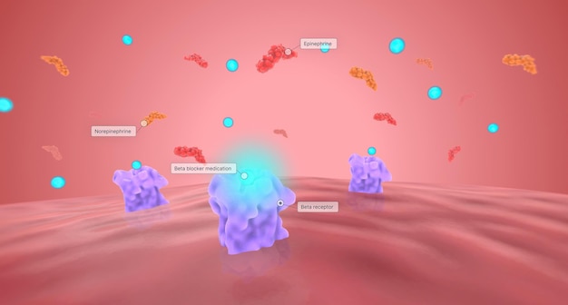Photo les bêta-bloquants inhibent les récepteurs bêta