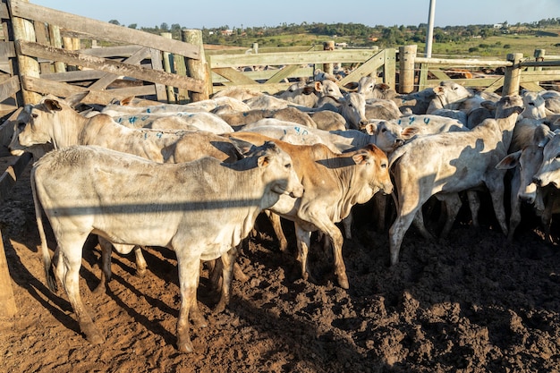 Bétail confiné, bœufs, vaches, journée ensoleillée.