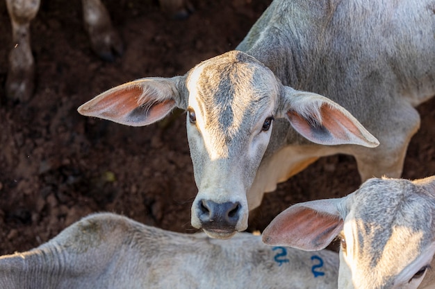 Bétail confiné, bœufs, vaches, journée ensoleillée.