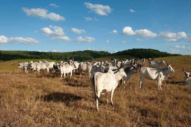 Photo le bétail dans le domaine de l'état d'alagoinha paraiba au brésil