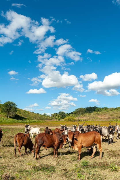 Le bétail dans le domaine de l'État d'Alagoinha Paraiba au Brésil