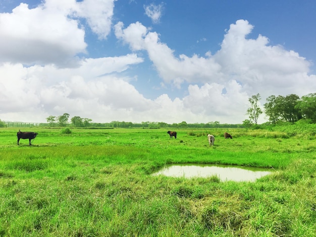 Bétail sur l'herbe sous le ciel bleu et les nuages blancs