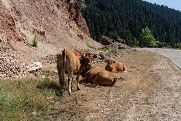 Photo bétail les jeunes vaches paissent dans une prairie de montagne près des routes en gros plan