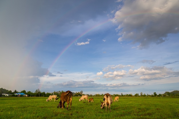 Bétail, manger, herbe, et, arrière-plan arc-en-ciel