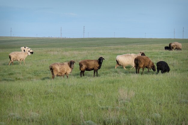 Le bétail paissant dans le pré. Animaux : mouton