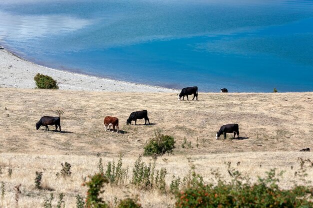 Le bétail paissant sur les rives du lac Hawea