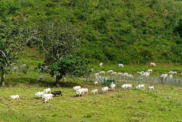 Bétail. Le pâturage du bétail à Serraria, Paraiba, Brésil le 29 juillet 2011.